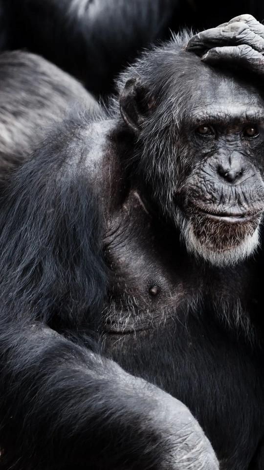 Thoughtful Chimpanzee Portrait - Related Dark Wallpapers wallpaper