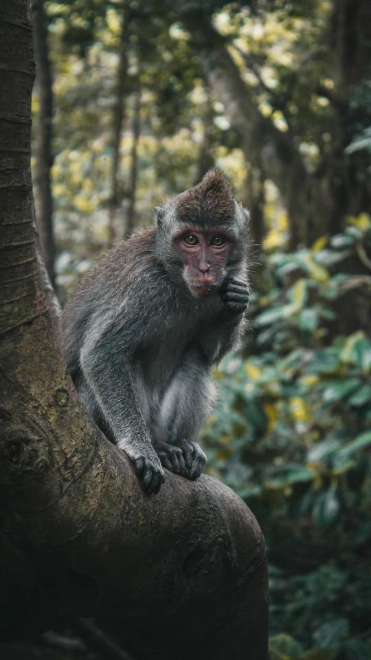 Thoughtful Monkey in Jungle