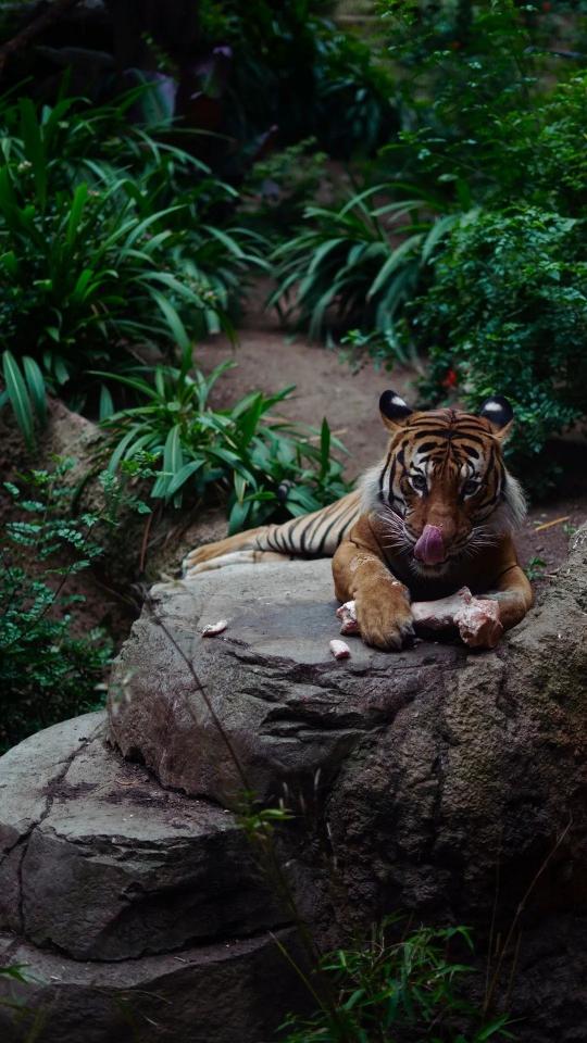 Tiger Licking Its Nose