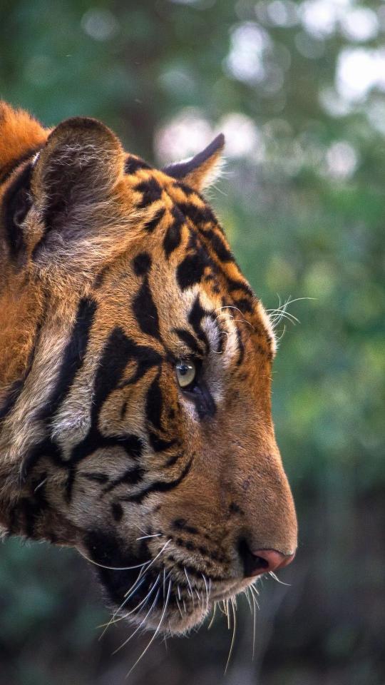 Tiger Profile Close-Up