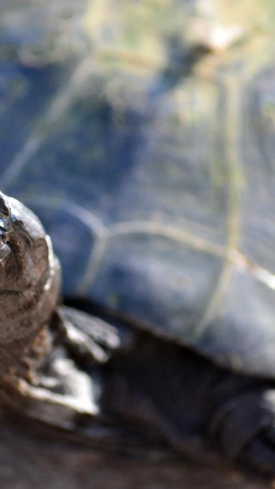 Tortoise Close-Up