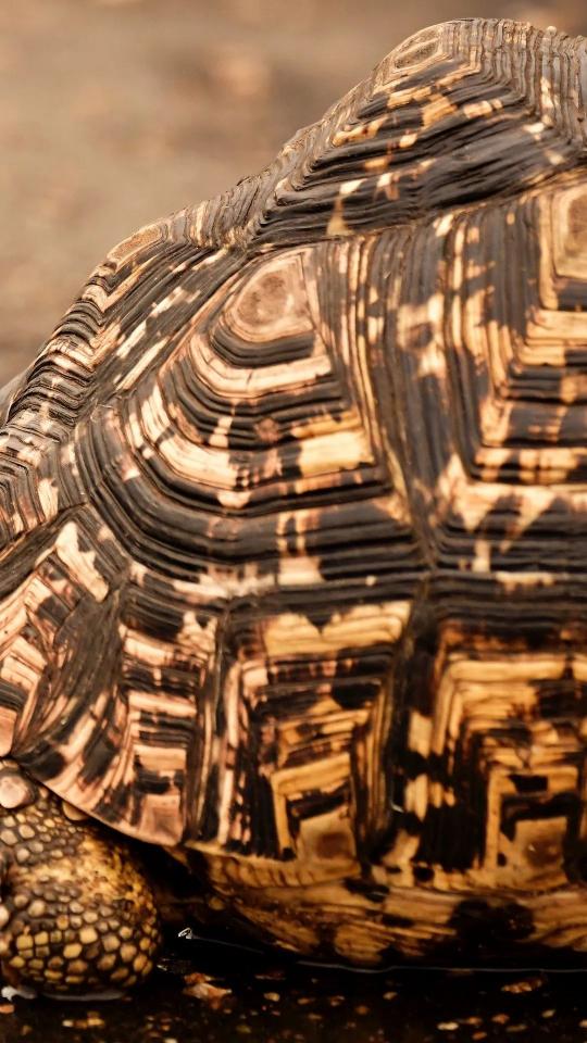 Tortoise Shell Close-Up - Related Dark Wallpapers wallpaper