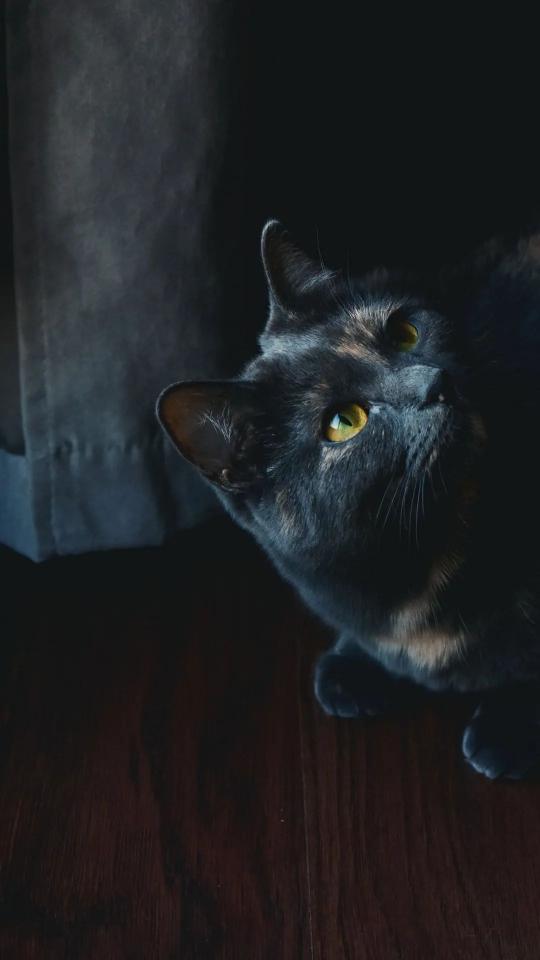 Tortoiseshell Cat Gaze