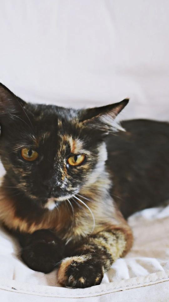 Tortoiseshell Cat Portrait