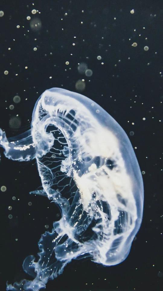 Translucent Jellyfish in Dark Water