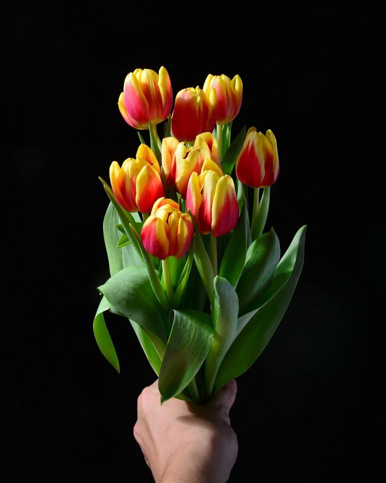 Tulip Bouquet on Black - Related Dark Wallpapers wallpaper