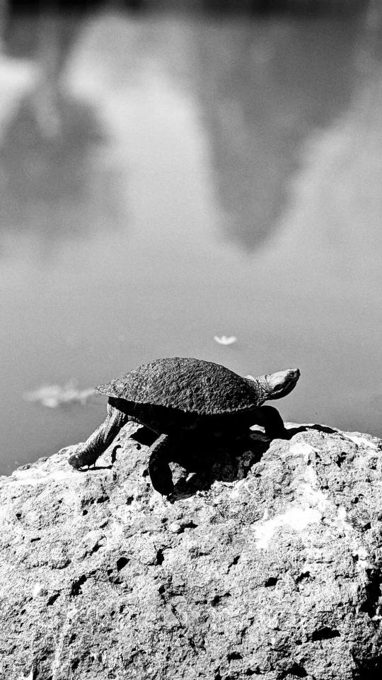 Turtle on a Rock - Related Dark Wallpapers wallpaper