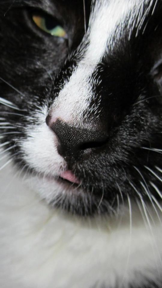 Tuxedo Cat Close-Up - Related Dark Wallpapers wallpaper