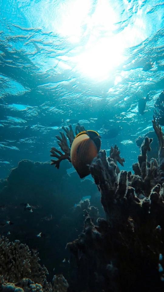 Underwater Snail on Coral