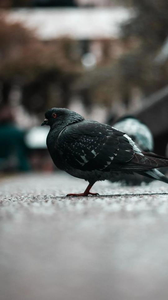 Urban Pigeon Portrait - Related Dark Wallpapers wallpaper