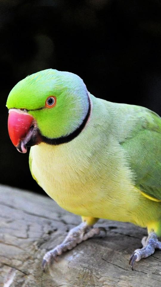 Vibrant Green Parrot Portrait - Related 4K Wallpapers wallpaper