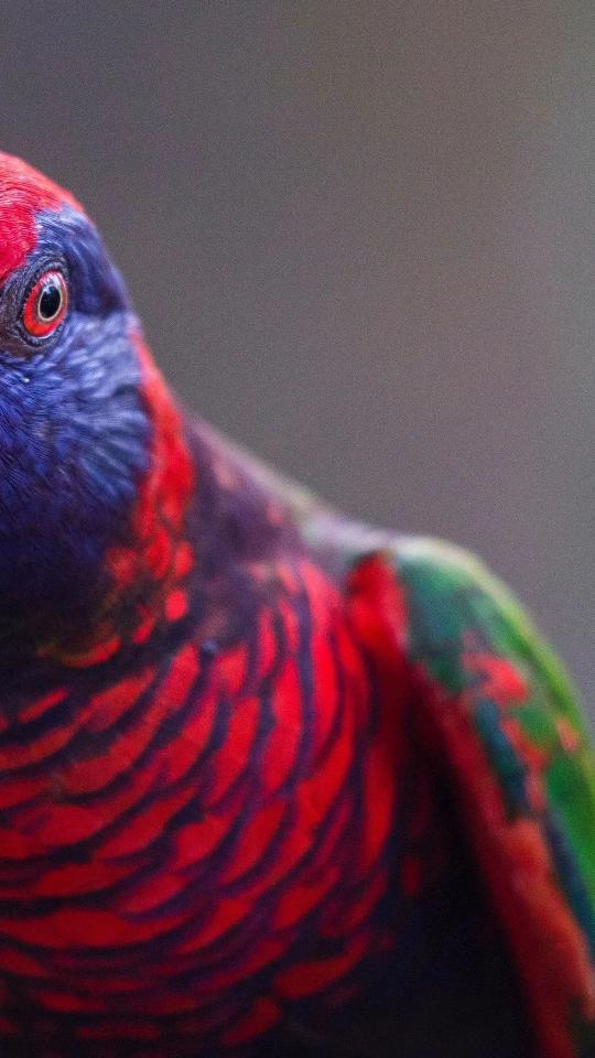 Vibrant Lorikeet Close-Up - Related Dark Wallpapers wallpaper