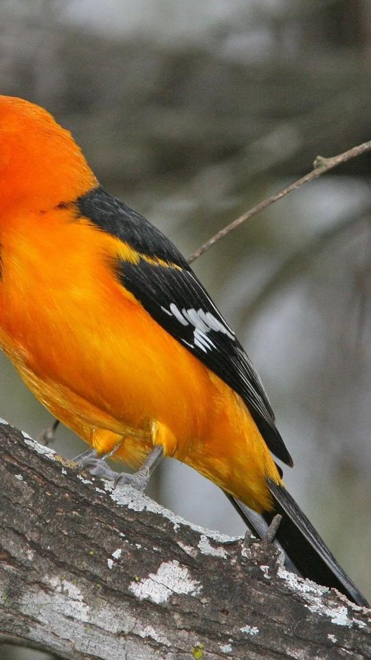 Vibrant Oriole Bird Portrait - Related Dark Wallpapers wallpaper