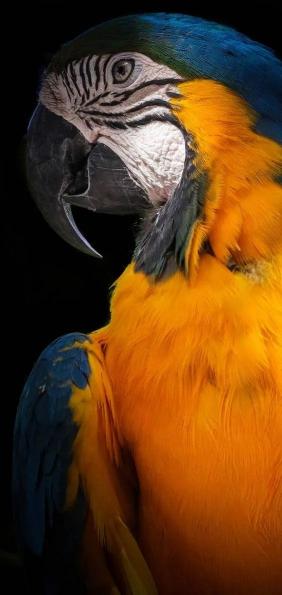 Vibrant Parrot Portrait - Related Dope Wallpapers wallpaper