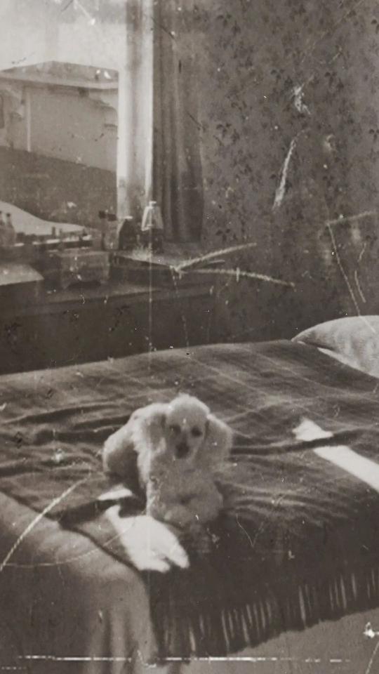 Vintage Dog Portrait - Related Dark Wallpapers wallpaper