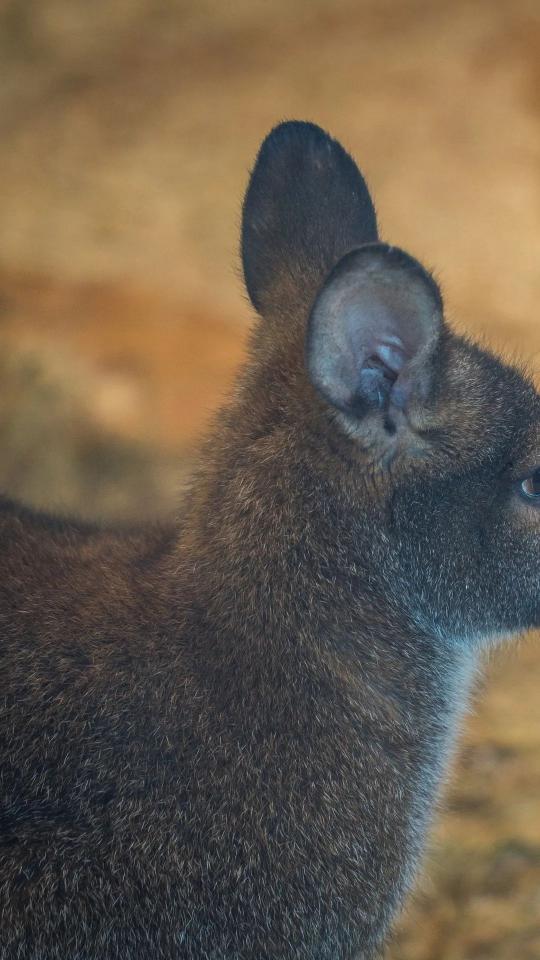 Wallaby Profile Close-up