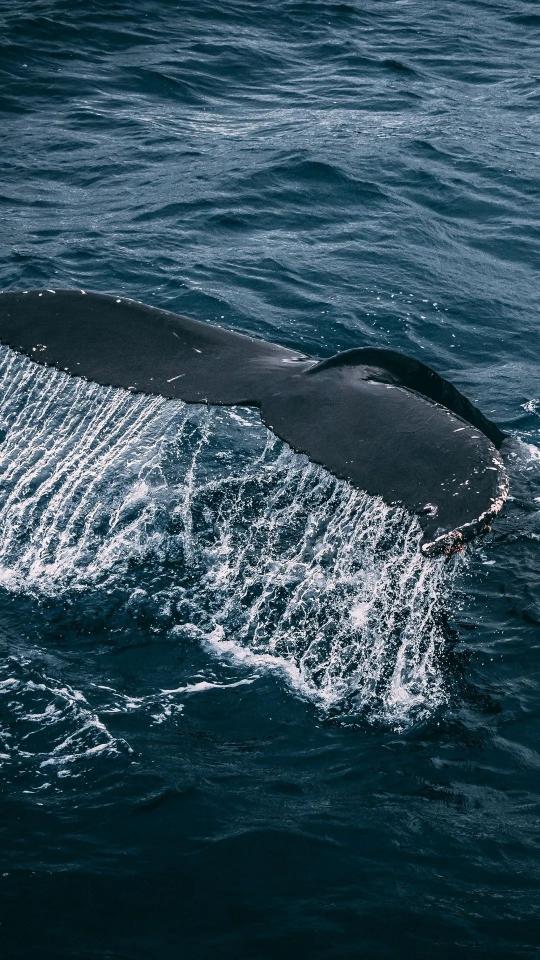 Whale Tail Ocean Dive - Related Dark Wallpapers wallpaper