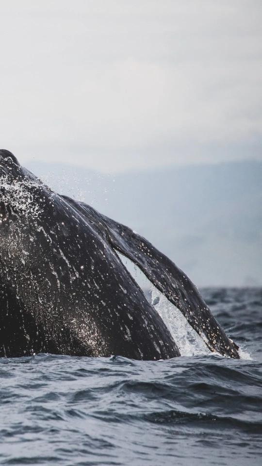 Whale Tail Splash - Related Dark Wallpapers wallpaper