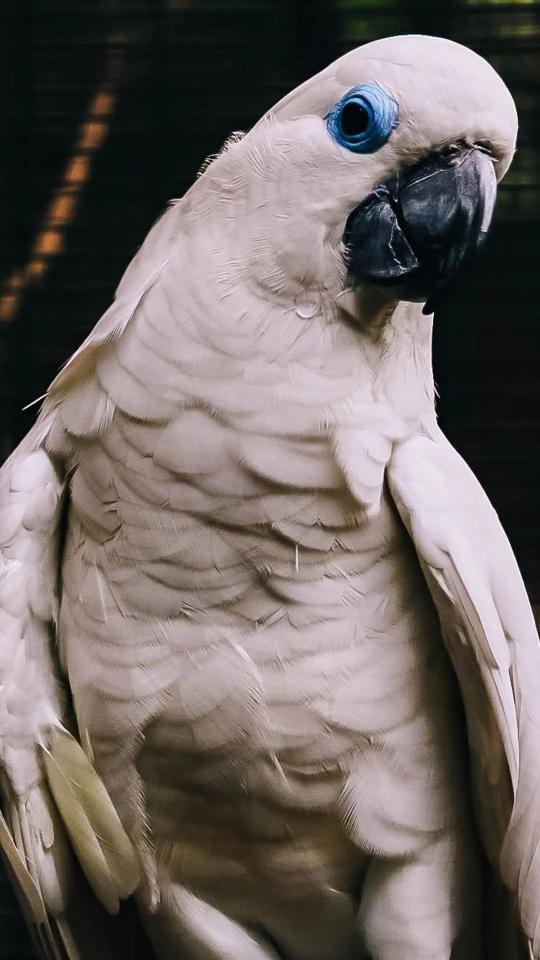 White Cockatoo Portrait