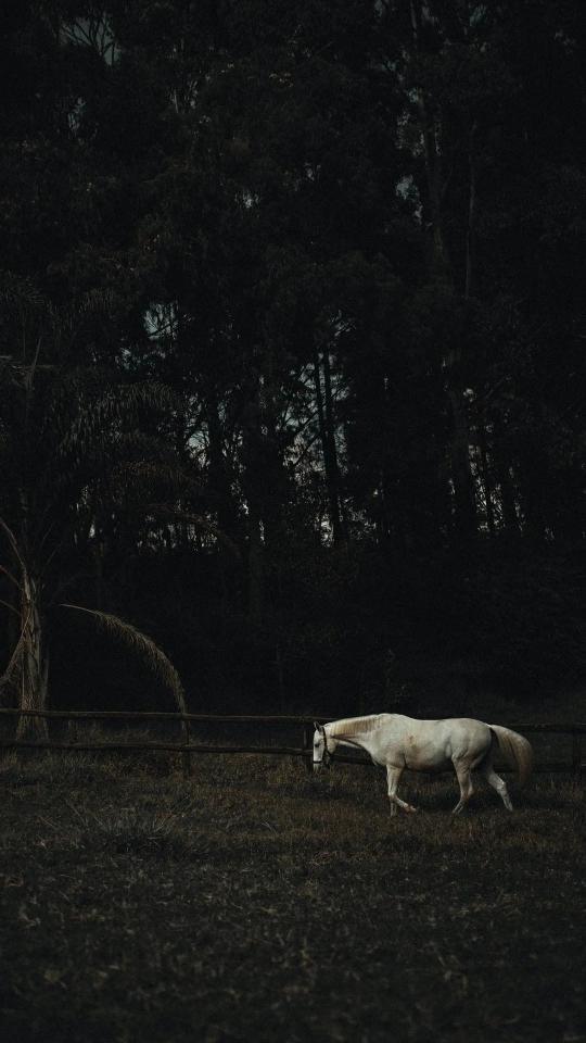 White Horse in Woods