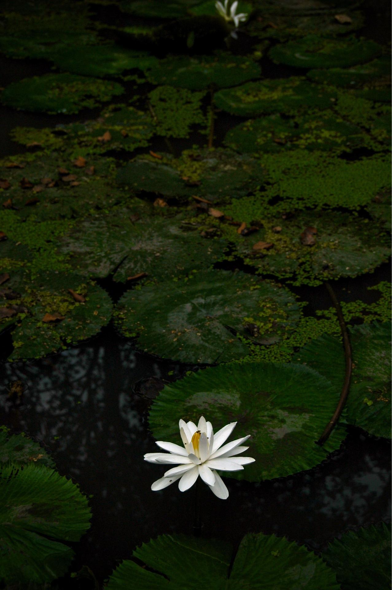 White Water Lily Pond - Related Anime Wallpapers wallpaper