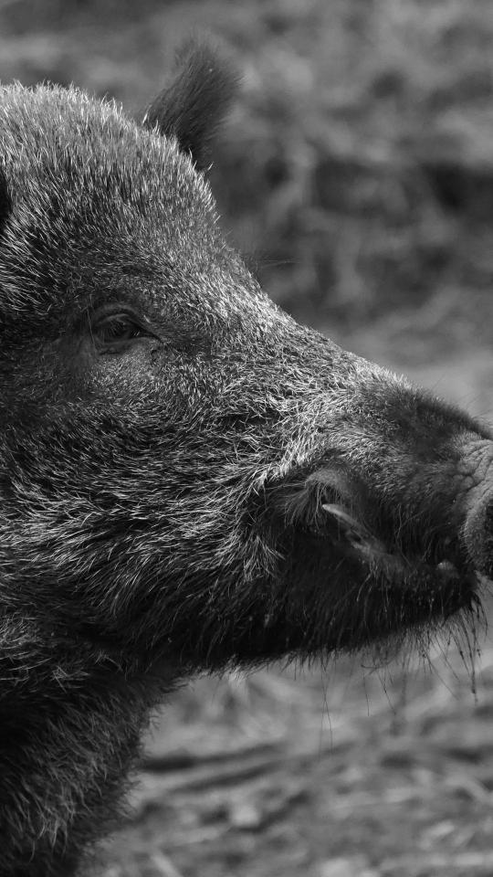 Wild Boar Portrait