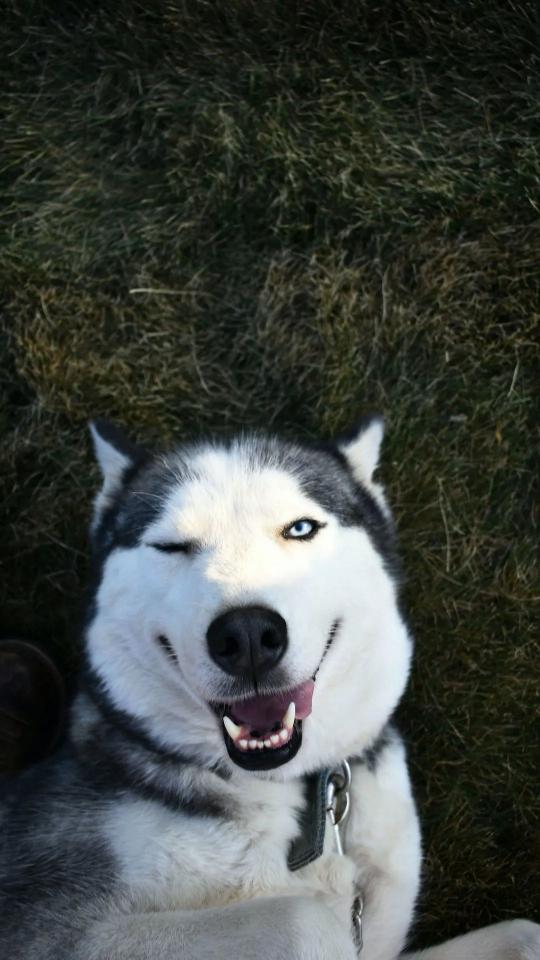 Winking Husky on Grass
