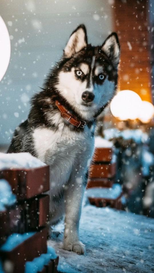 Winter Husky Portrait - Related Dark Wallpapers wallpaper