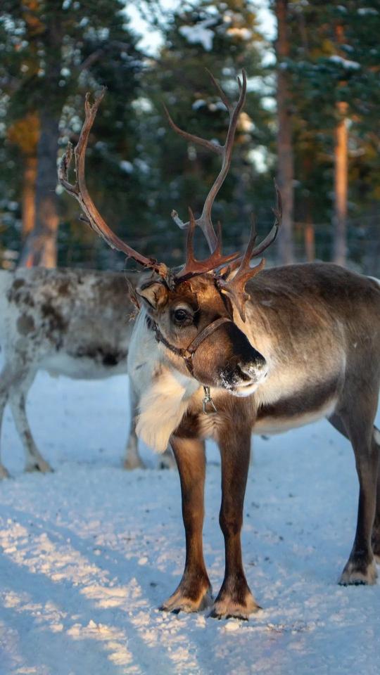 Winter Reindeer Portrait