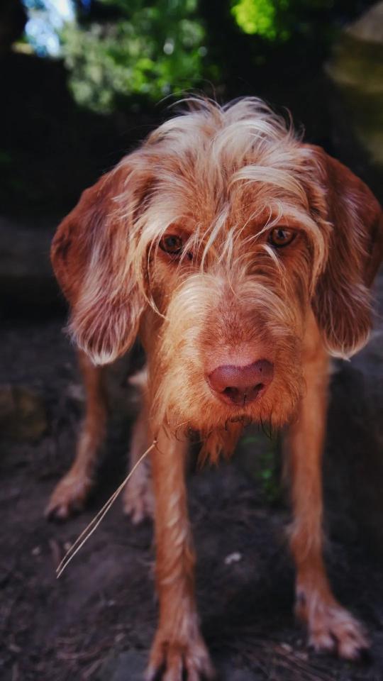 Wirehaired Vizsla Portrait - Related Dark Wallpapers wallpaper