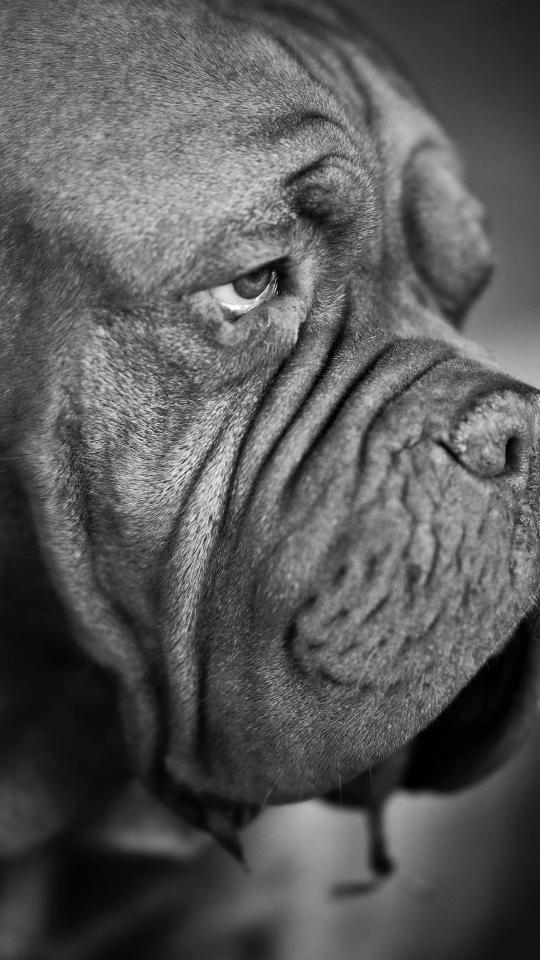 Wrinkled Dog Portrait