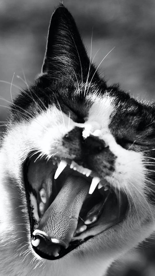 Yawning Cat Portrait - Related Dark Wallpapers wallpaper