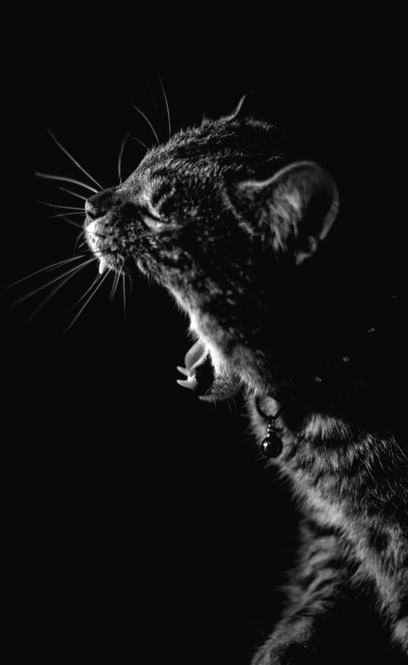 Yawning Feline Portrait - Related Dope Wallpapers wallpaper