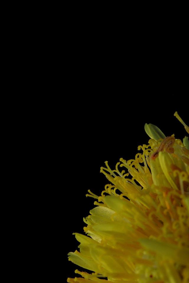 Yellow Flower Close-Up