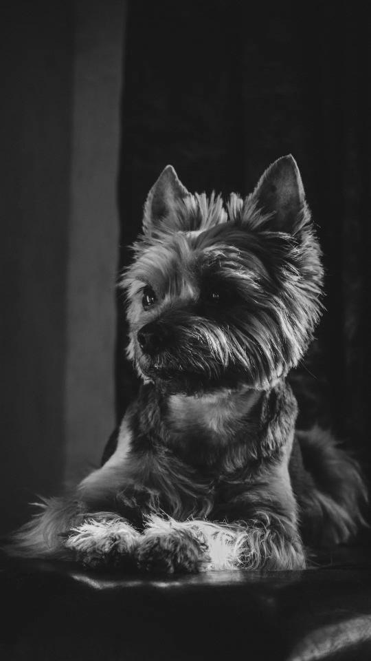 Yorkie in Monochrome - Related Dark Wallpapers wallpaper