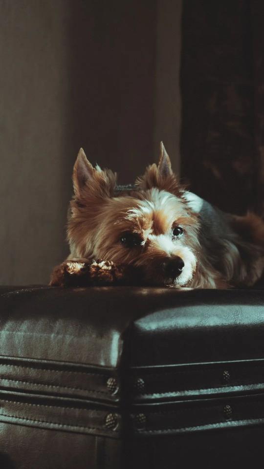 Yorkie on Leather - Related Dark Wallpapers wallpaper