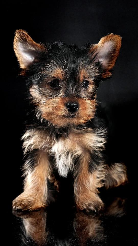 Yorkie Puppy Portrait - Related Dark Wallpapers wallpaper