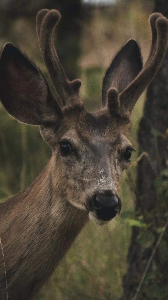 Young Buck Portrait