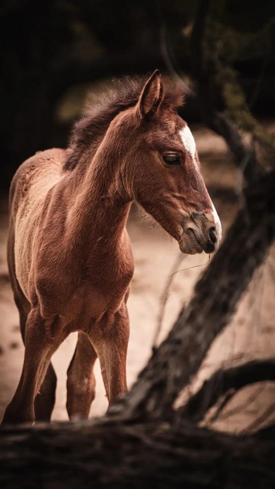 Young Horse Portrait - Related Dark Wallpapers wallpaper