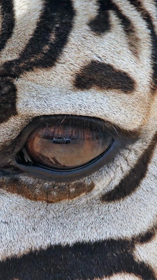 Zebra Eye Close-Up