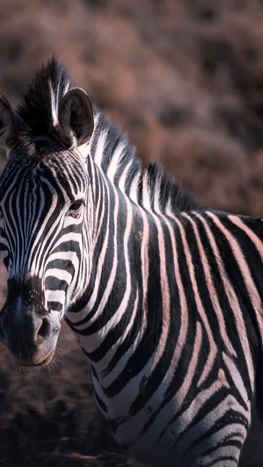 Zebra Portrait Close-Up - Related Dark Wallpapers wallpaper