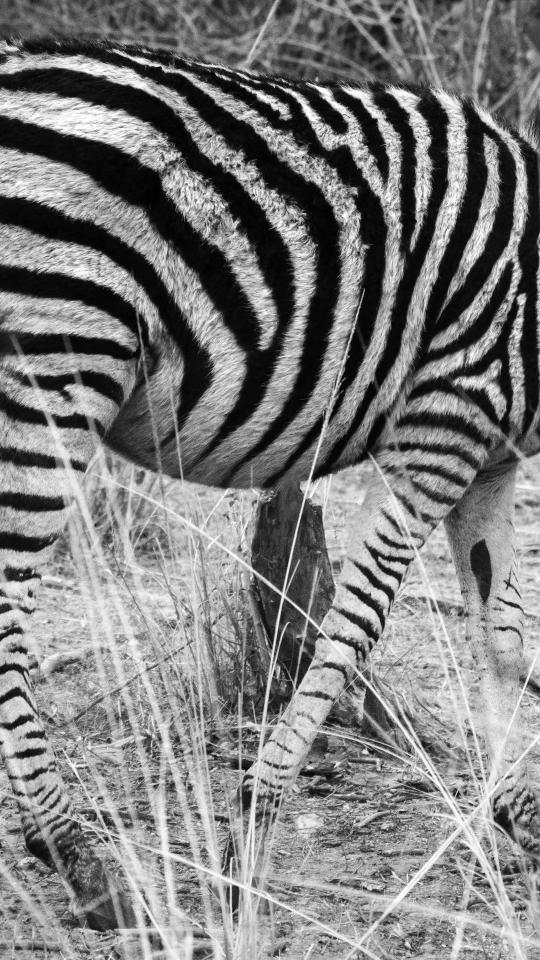 Zebra Stripes in Monochrome - Related Dark Wallpapers wallpaper