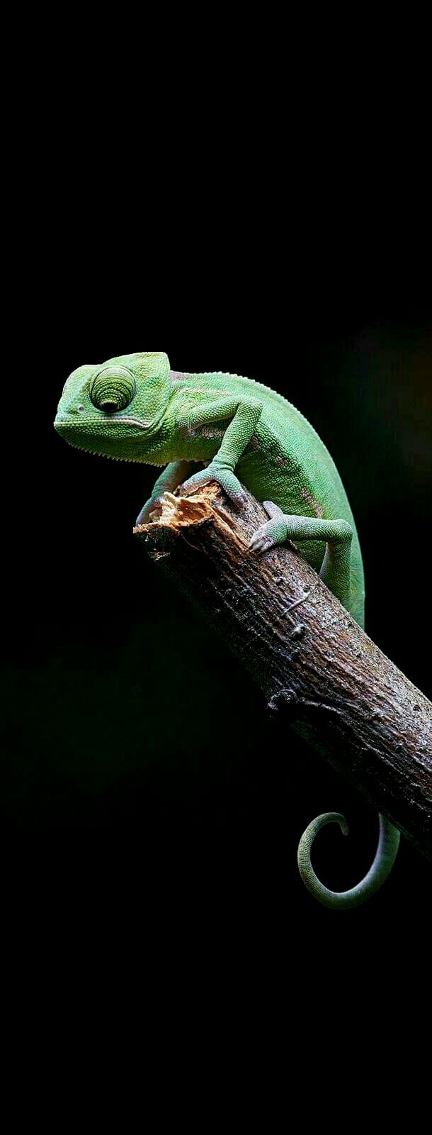 Green Chameleon on Branch - reptile wallpaper for Darkify