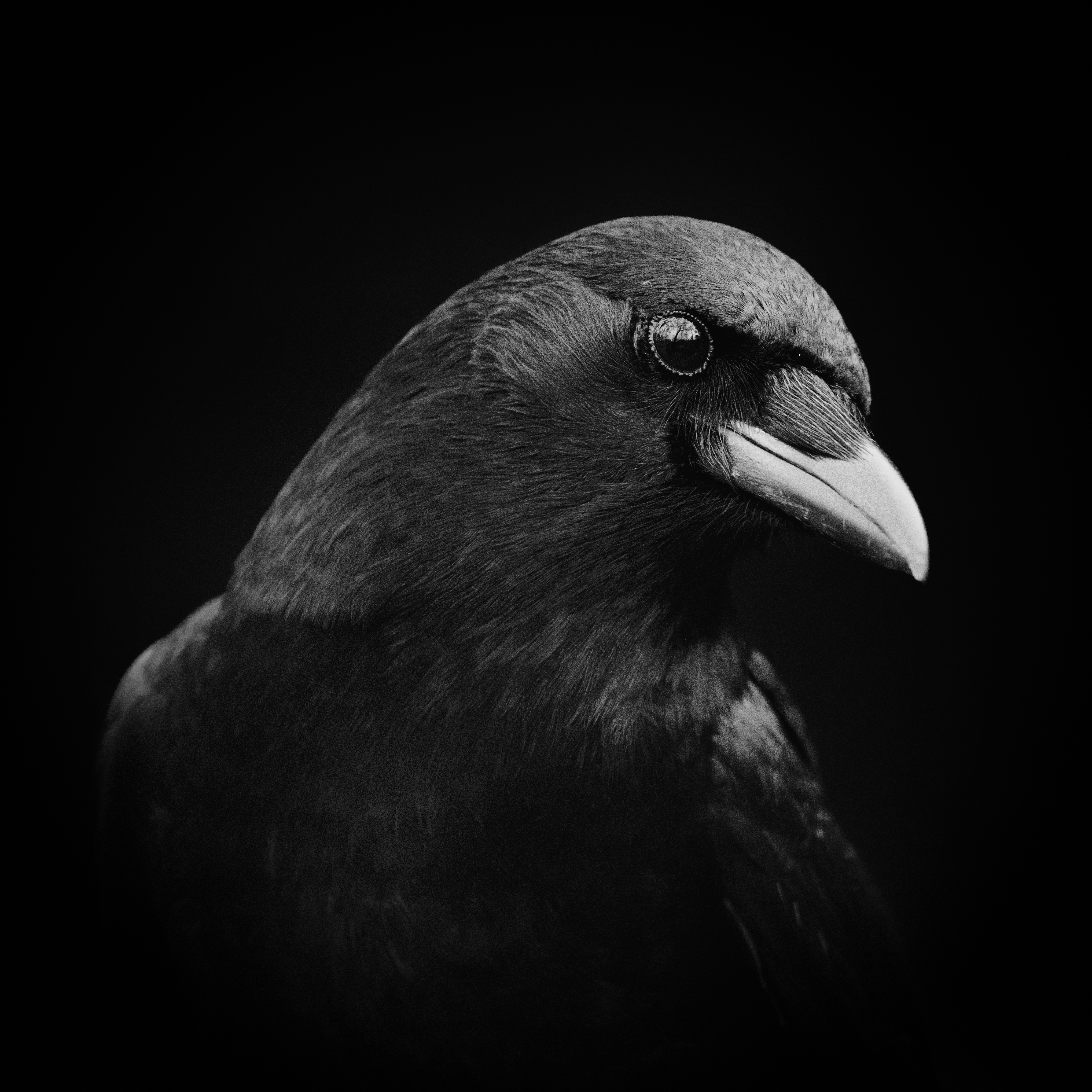 Close-up Crow Portrait - birds wallpaper for Darkify