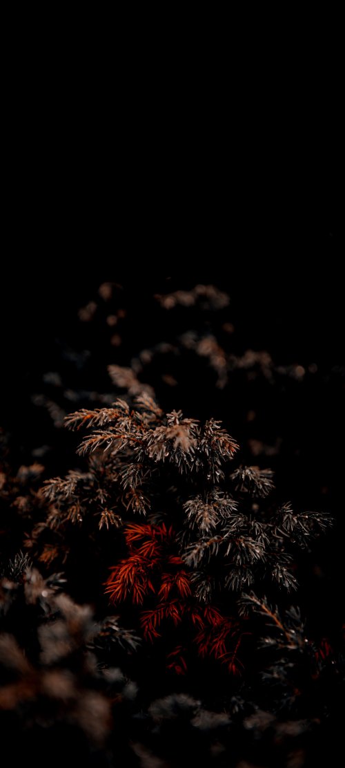 Dark Moody Pine Needles - Related Ghetto Wallpapers wallpaper