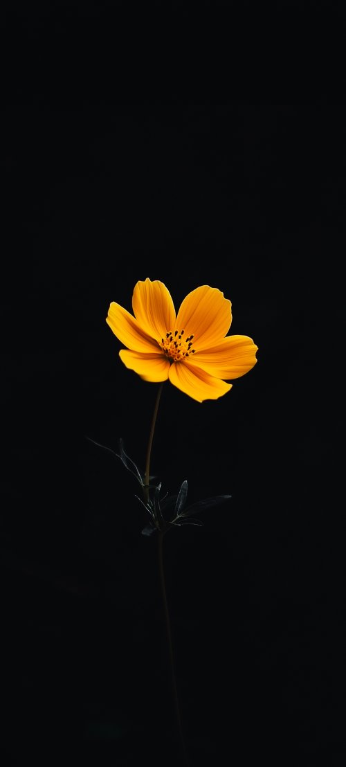 Vibrant Yellow Cosmos Flower - Related Ghetto Wallpapers wallpaper