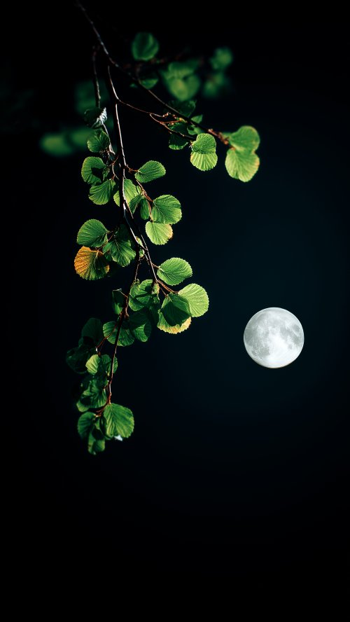 Moonlit Green Tree Branch - Related Ghetto Wallpapers wallpaper