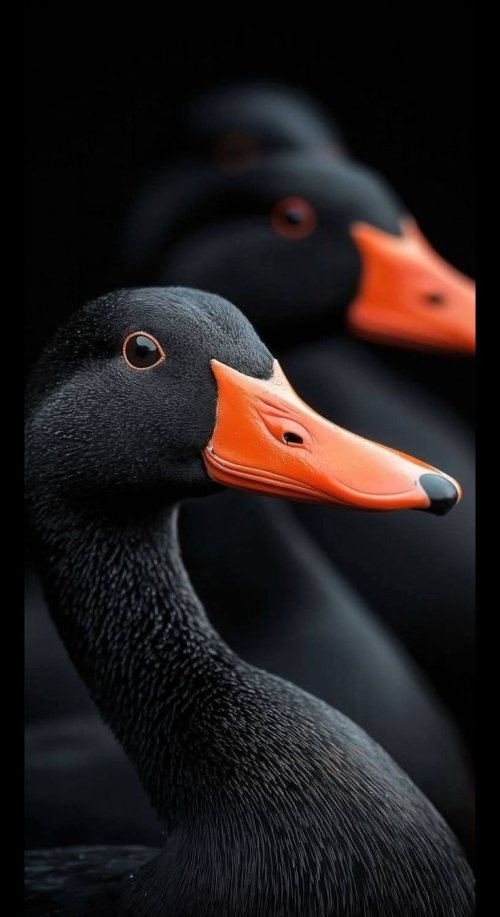 Elegant Black Duck Portrait - Related Darkify wallpaper
