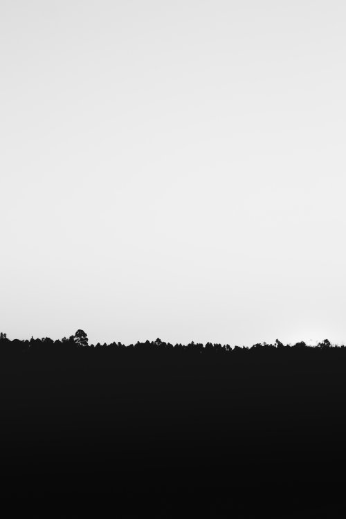 Minimalist Black Forest Silhouette - Related Ghetto Wallpapers wallpaper