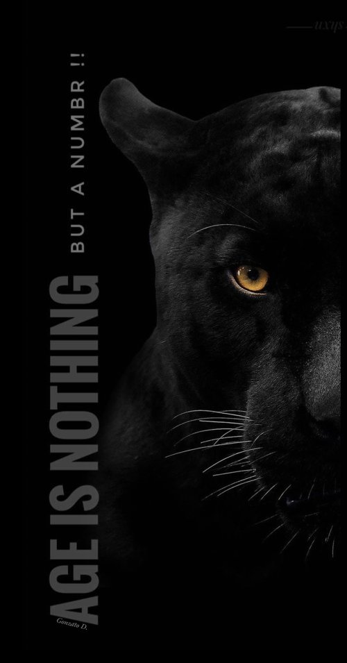 Black Panther Portrait - Related Ghetto Wallpapers wallpaper